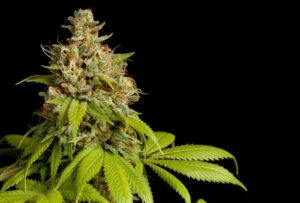 Figura 04A. Flor de cannabis - planta fêmea