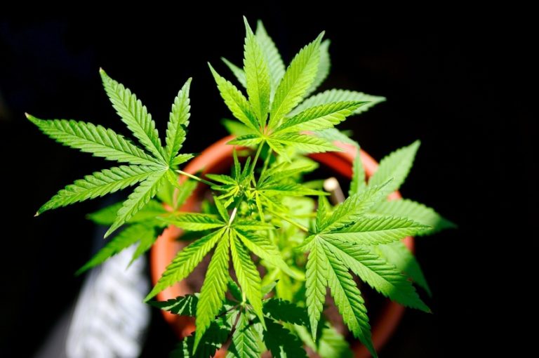 ANVISA ESTABELECE REGRAS PARA REGISTRO DE MEDICAMENTOS À BASE DE CANNABIS