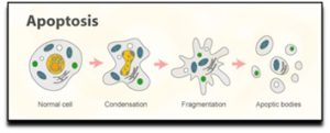 apoptosis