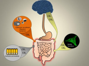 Canabinoides intestino