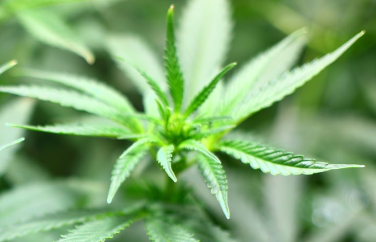 Ponderações sobre cultivo de cannabis para uso medicinal da planta ou de seus extratos