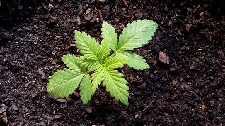 Ação Direta de Inconstitucionalidade questiona proibição da Cannabis para fins de bem estar terapêutico