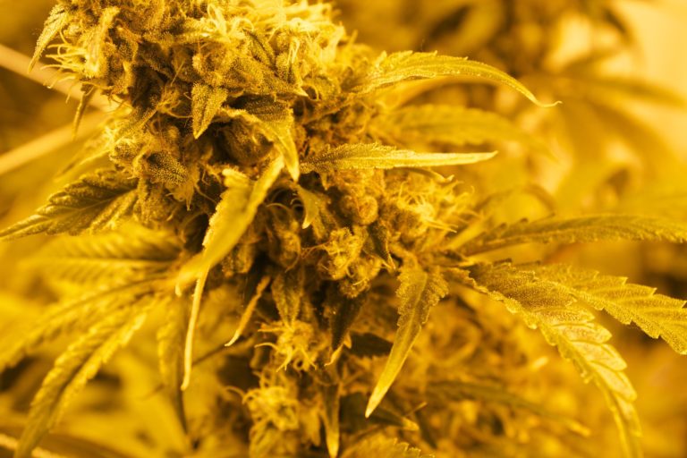 ADI para descriminalizar a maconha medicinal completa 4 meses de avanço no STF
